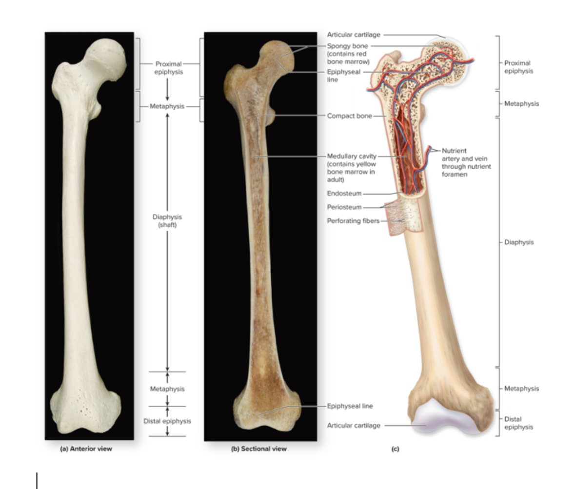 <p>Medullary cavity </p>