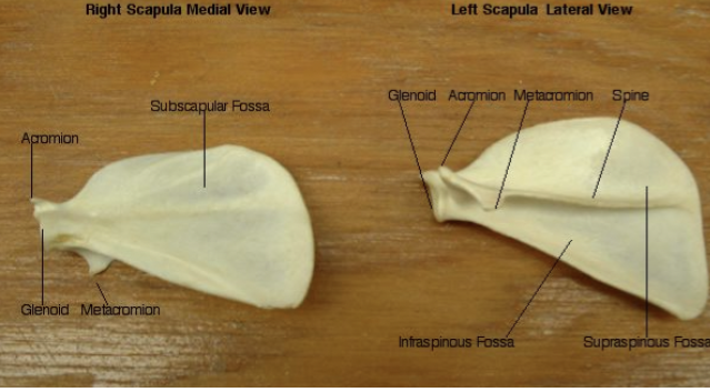 <ul><li><p>Forms from the cartilaginous <strong>coracoid plate</strong> in lateral body wall.</p></li><li><p><strong>Procoracoid</strong> from anterior centers, <strong>coracoid</strong> from posterior.</p></li><li><p>In eutherian mammals → both lost.</p></li><li><p>the coracoid bone has become reduced to a projection on the scapula</p><p>located over the Glenoid (the shoulder joint) called the Coracoid Process.</p></li></ul><p></p>