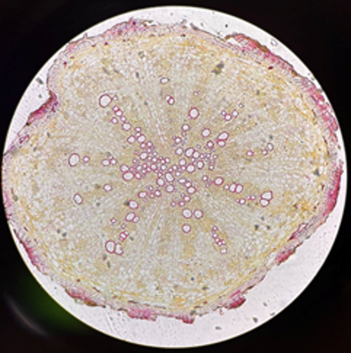 <p>Is this Medicago root a Monocot or Dicot?</p>