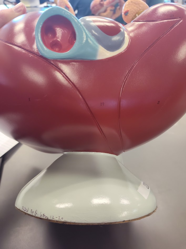 <p>right lobe</p>
