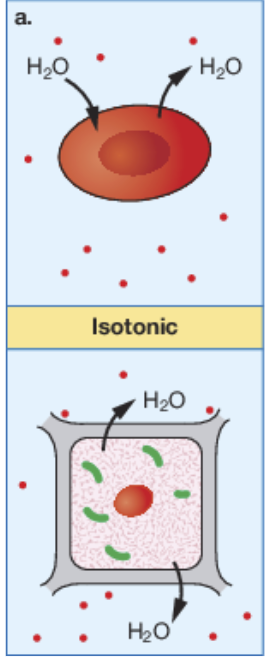 <p>isotonic</p>