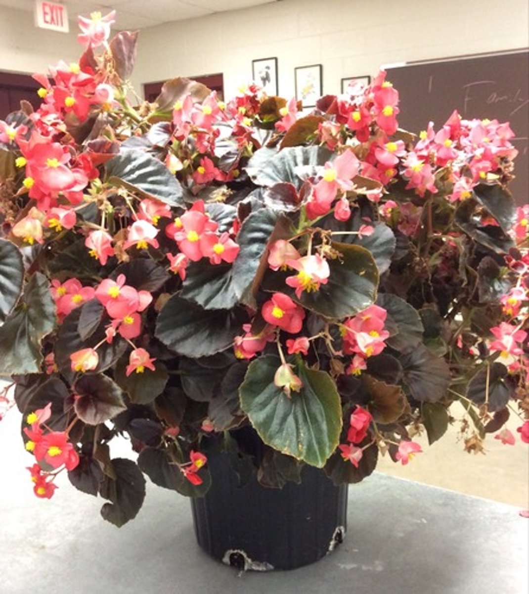 <p>Begonia semperflorens-cultorum</p>