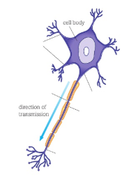 <p>What type of neurone is this?</p>