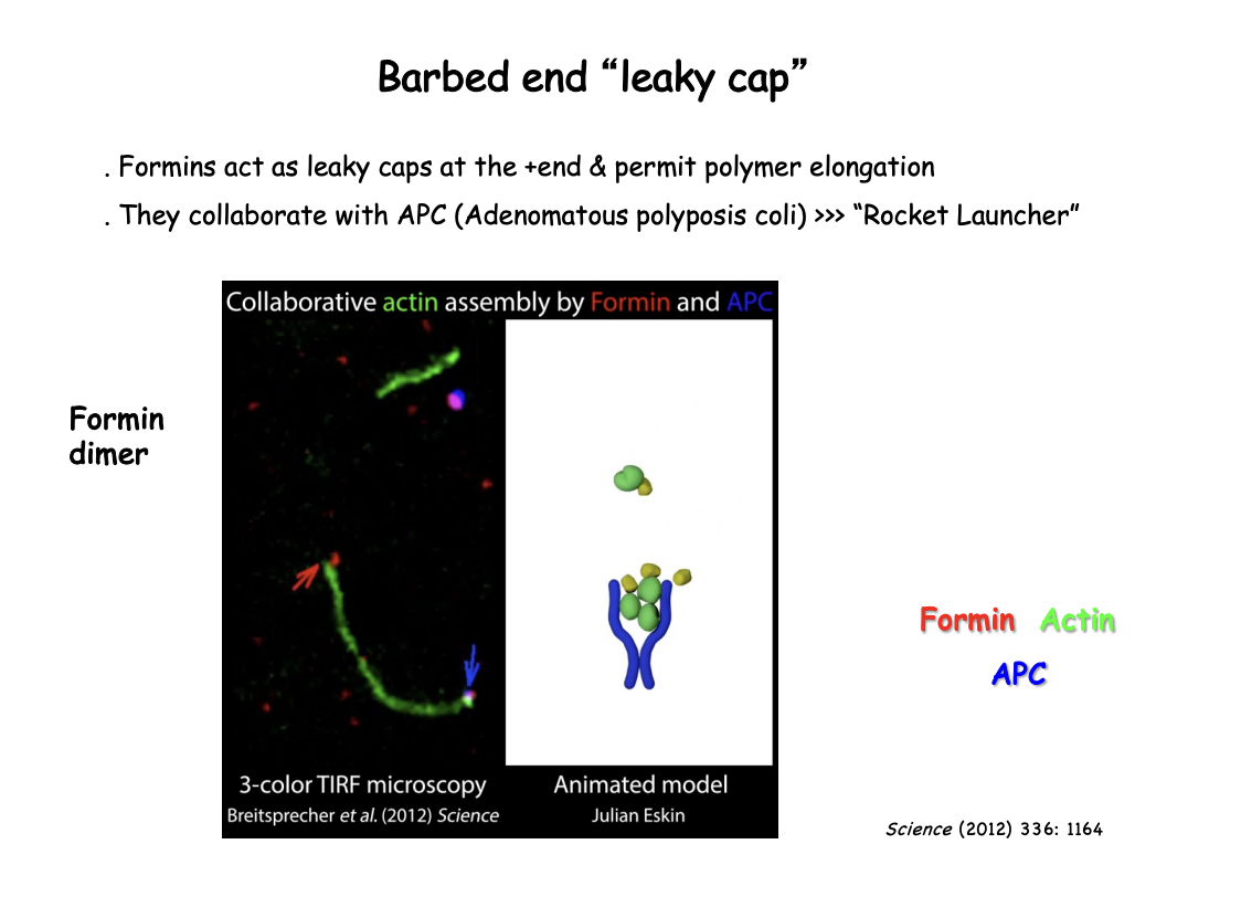 <ul><li><p>Formins act as as leaky caps at the + end</p><ul><li><p>cap the end <strong>but</strong> still permit polymer elongation by allowing monomers to add on</p></li></ul></li></ul><p></p>