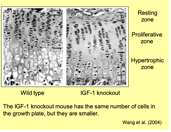 <ul><li><p>The bone has the SAME NUMBER of cells as the wild type</p></li><li><p>→ just smaller</p></li><li><p>→ so IGF doesn’t affect the number</p></li></ul><p></p>