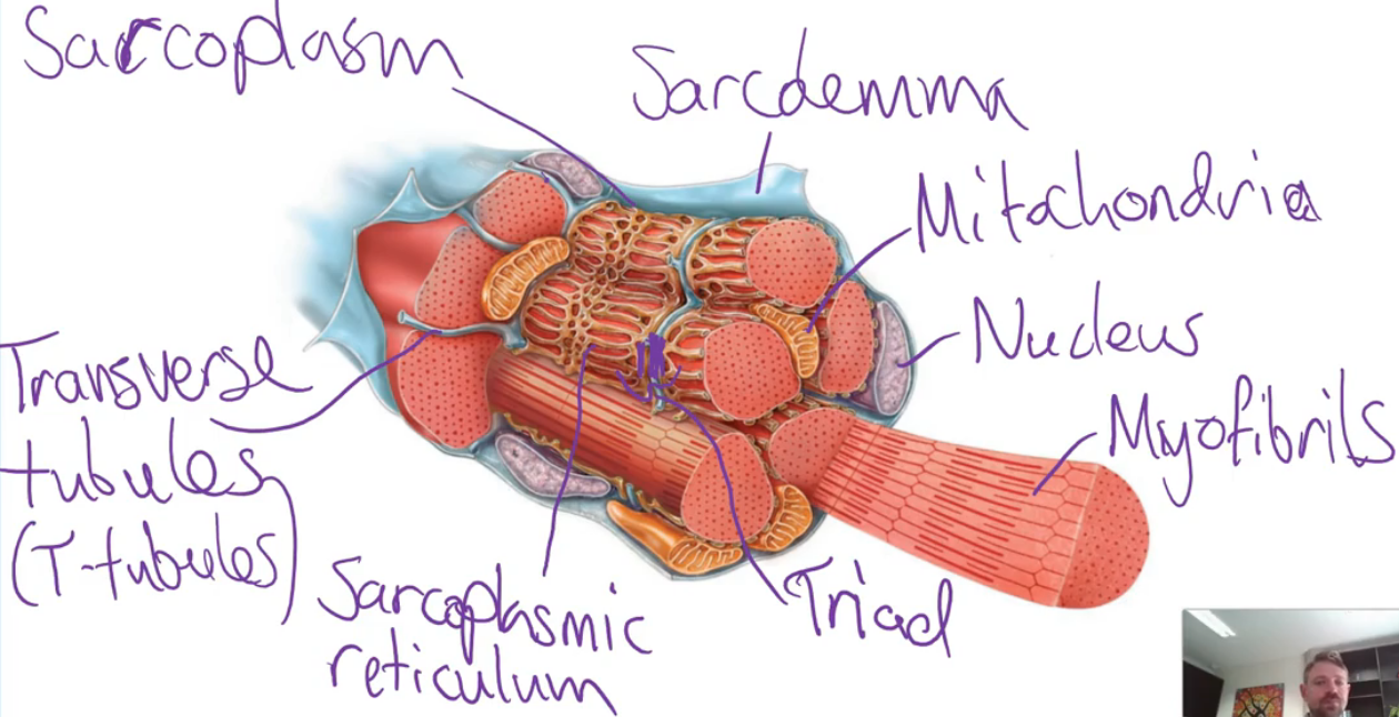 <ul><li><p>The <strong>functional unit</strong> of a skeletal muscle. They are <strong>long cells</strong> (hence the name ‘fibre’) that can generate a <strong>pulling force</strong> when <strong>excited by a motor neuron</strong></p></li><li><p>Skeletal muscle fibres are <strong>multinucleated cells</strong> with <strong>lots of mitochondria</strong></p></li><li><p>They have many unique components, with each of these unique components having an important function:</p><ul><li><p><strong>Sarcolemma</strong> - the plasma membrane</p></li><li><p><strong>Transverse tubules</strong> - <strong>tube-like extensions</strong> of the plasma membrane that <strong>penetrate through the fibre</strong></p></li><li><p><strong>Sacroplasm</strong> - the <strong>cytoplasm</strong> of the muscle fibre</p></li><li><p><strong>Sacroplasmic reticulum</strong> - <strong>fluid-filled membranous sacs</strong> that <strong>store calcium ions </strong>(Ca<sup>2+</sup>)</p></li><li><p><strong>Terminal cisterns</strong> - <strong>enlarged parts of the sarcoplasmic reticulum</strong> that are <strong>nested against the transverse tubules</strong></p></li><li><p><strong>Triad</strong> - a <strong>transverse tubule </strong>with a <strong>terminal cistern on either side</strong></p></li><li><p><strong>Myofibrils</strong> - <strong>microfilament components</strong> that move to generate the <strong>pulling force</strong> by <strong>changing the shape of a muscle fibre</strong></p></li></ul></li></ul><p></p>