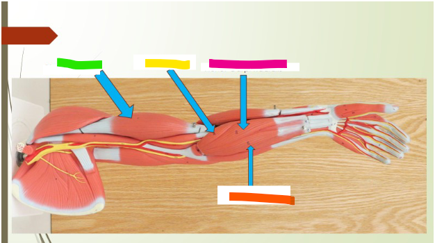 <p>Biceps Brachii</p>