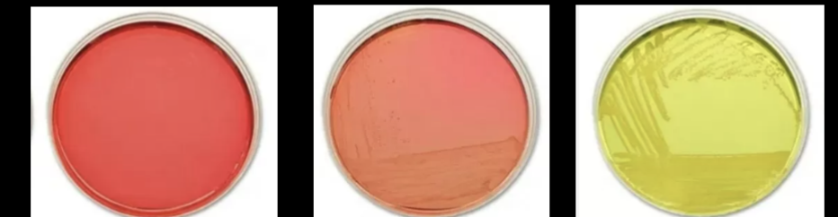 <p>Mannitol Salt Agar is selective for which species</p>