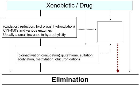 <p>results in addition or exposure of functional group on parent compound</p><p>Includes oxidation, reduction, hydrolysis</p><p>Cytochrome P450s (CYPs) v. important</p><p>hydroxylations, O-dealkylations, N-dealkylations, etc. etc. </p><p></p>