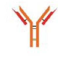 <p>Shape: Monomeric</p><p>Function: Allergic Reactions and other immune responses</p><p></p>