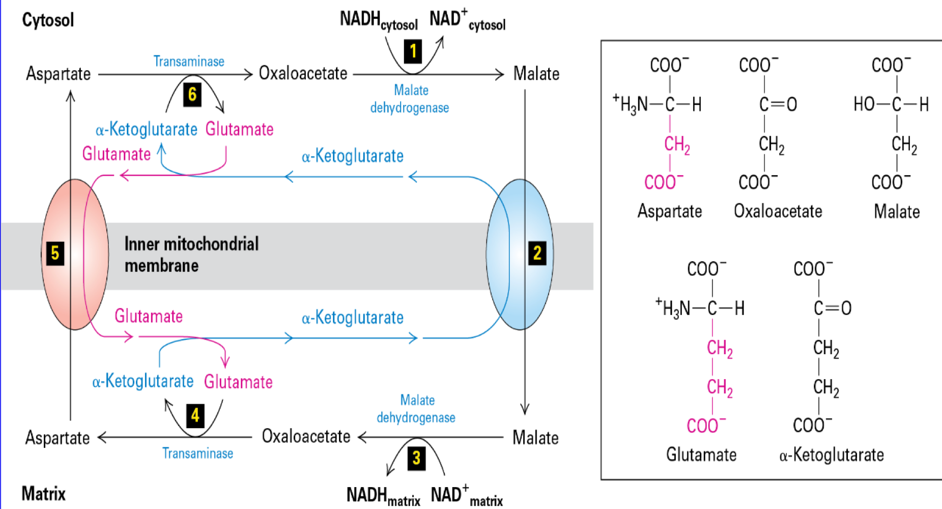 <ul><li><p><span>"corrects" NADH glycolysis--&gt; ATP mito to NDRiA</span></p></li><li><p><span>peter Mitchell wins 1978 Nobel Prize for chemiosmotic Model for mitochondria function</span></p></li><li><p><span>recognized and exploited the similarities of the F0F1 Particles (ATP synthase) present in all three systems&nbsp;</span></p></li></ul><p></p>