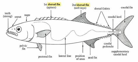 <p>unpaired fin located on the back</p>