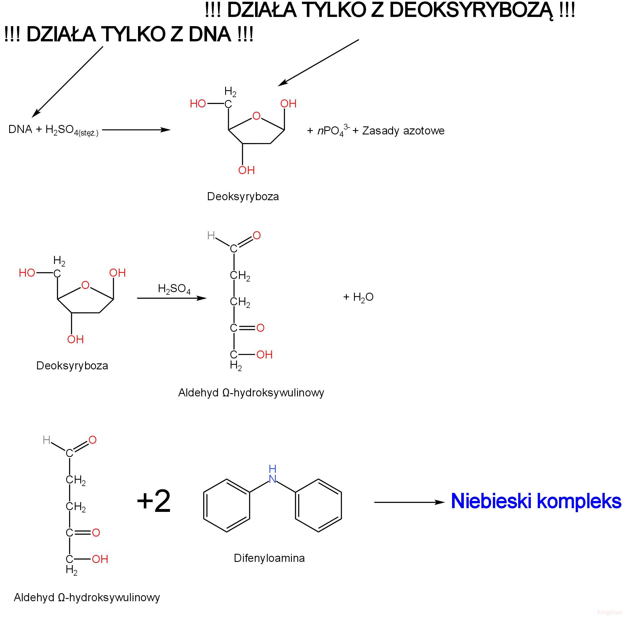 <p><strong><mark data-color="red" style="background-color: red; color: inherit;">Wykrywany czynnik: </mark></strong><mark data-color="red" style="background-color: red; color: inherit;">Deoksyryboza (DNA)</mark>.<br><strong><mark data-color="yellow" style="background-color: yellow; color: inherit;">Substraty:</mark></strong></p><ol><li><p><mark data-color="yellow" style="background-color: yellow; color: inherit;">Ekstrakt z DNA;</mark></p></li><li><p><mark data-color="yellow" style="background-color: yellow; color: inherit;">H<sub>2</sub>SO<sub>4(stęż.)</sub>;</mark></p></li><li><p><mark data-color="yellow" style="background-color: yellow; color: inherit;">Difenylamina.</mark></p></li></ol><p><mark data-color="blue" style="background-color: blue; color: inherit;">Kwas siarkowy powoduje hydrolizę kwasową, a następnie przez odwodnienie przekształca deoksyrybozę w </mark><strong><mark data-color="blue" style="background-color: blue; color: inherit;">aldehyd Ω-hydroksylewulinowy</mark></strong><mark data-color="blue" style="background-color: blue; color: inherit;">, który kondensuje z </mark><strong><mark data-color="blue" style="background-color: blue; color: inherit;">difenylaminą</mark></strong><mark data-color="blue" style="background-color: blue; color: inherit;">, tworząc barwny kompleks.</mark></p><p><strong><mark data-color="purple" style="background-color: purple; color: inherit;">Obserwacje: </mark></strong><span style="color: blue;"><strong><mark data-color="purple" style="background-color: purple; color: inherit;"><span>Zabarwienie niebieskie</span></mark></strong></span><strong><mark data-color="purple" style="background-color: purple; color: inherit;">.</mark></strong></p>
