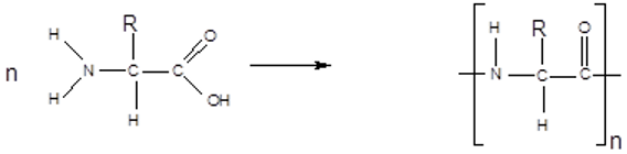 <p>Multiple amino acids reacting in condensation reactions to form polymers called polypeptides</p><ul><li><p>called polyamides</p></li></ul><p></p><p></p>
