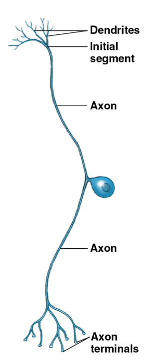 <ul><li><p>Cell body off one side</p></li><li><p>Initial segment: where dendrites separate</p></li></ul><p></p>