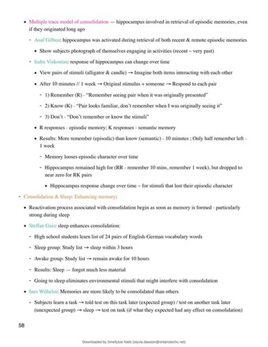 <p>Sleep enhances memory consolidation by eliminating environmental stimuli that might interfere with the process.</p>