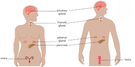 <ul><li><p>A — pituitary gland</p></li><li><p>B — thyroid gland</p></li><li><p>C — adrenal gland</p></li><li><p>D — pancreas</p></li><li><p>E — ovary</p></li><li><p>F — testes</p></li></ul><p></p>