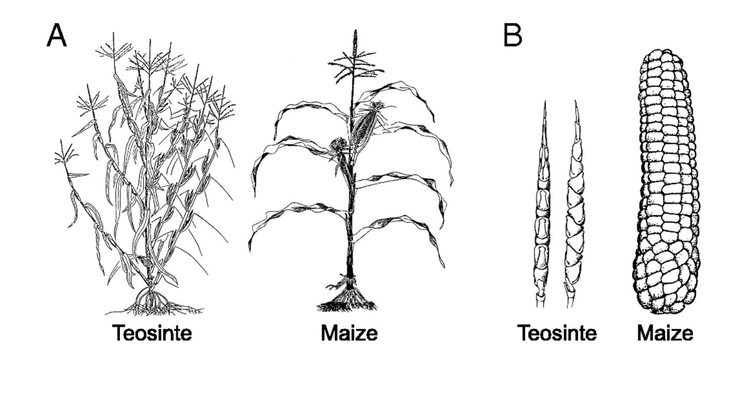 <p>Teosinte: 4 species of genus Zea</p><ul><li><p>Zea mays→ cloested genetic relationship with cultivated species Zea mays</p></li><li><p>These are <strong>fully infertile</strong> but able to form <strong>fertile hybrids</strong></p></li><li><p>Found in SW Mexico</p></li><li><p>Weed on streams and hillsides</p></li></ul><p></p>