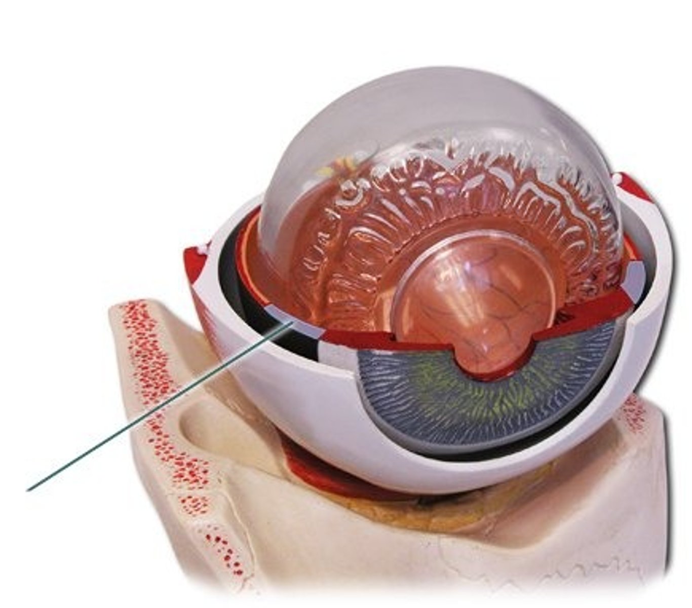 knowt flashcard image