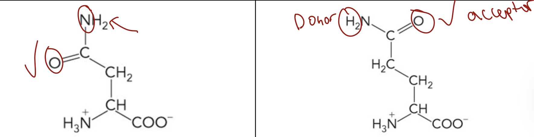 <p>Asparagine (Asn), Glutamine (Glu)</p><ul><li><p>Polar uncharged R groups</p></li><li><p><span><span>Highly hydrophilic because the side chains can form </span><strong><span>Hydrogen Bonds</span></strong></span></p></li><li><p><span><span>Their side chains can act as both H-bond </span><strong><span>Donor or Acceptor</span></strong><span> </span></span></p></li></ul><p></p>