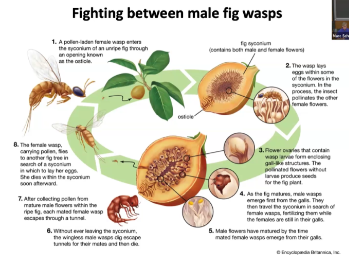 <ul><li><p><span style="background-color: transparent;">Infertile eggs → female&nbsp;</span></p></li><li><p><span style="background-color: transparent;">Fertile eggs → males&nbsp;</span></p></li><li><p><span style="background-color: transparent;">Figs have infertile eggs of female wasps in them&nbsp;</span></p></li><li><p><span style="background-color: transparent;">They emergy&nbsp;</span></p><ul><li><p><span style="background-color: transparent;">Males emerge before females → they are built to fight&nbsp;</span></p></li><li><p><span style="background-color: transparent;">Goal is to fight other males to copulate with the unborn females&nbsp;</span></p></li><li><p><span style="background-color: transparent;">They copulate with females before they are born&nbsp;</span></p></li><li><p><span style="background-color: transparent;">Then they bore a hole in the figs and allow the females to leave where they lay eggs in a new fig&nbsp;</span></p></li></ul></li><li><p><span style="background-color: transparent;">High cost and high rewards&nbsp;</span></p></li></ul><p></p>
