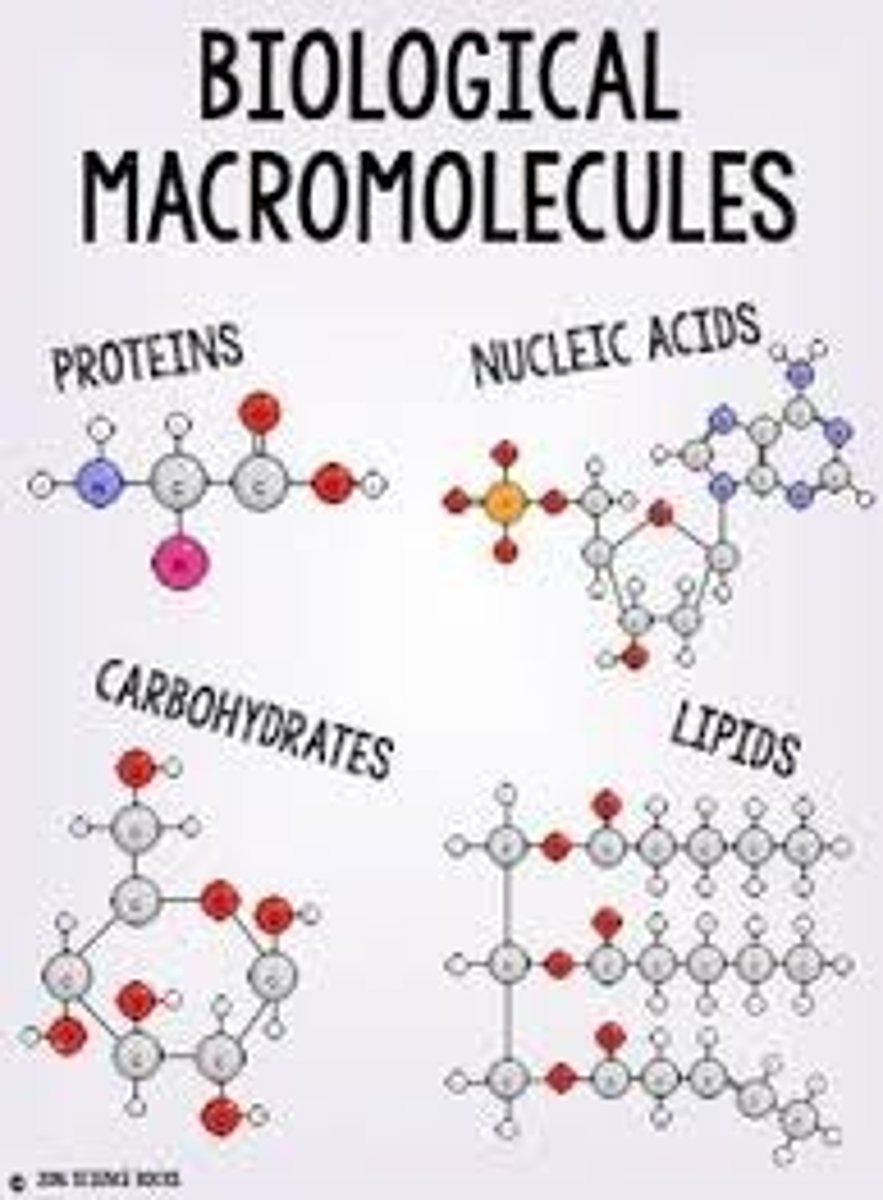 <p>Carbon is found in which four macromolecules necessary for life?</p>
