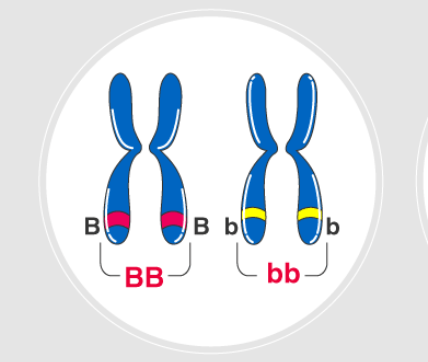 <p>having two identical alleles for a gene</p>