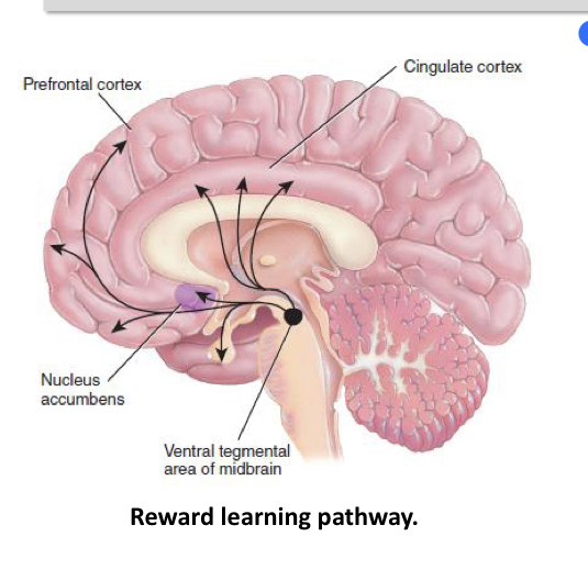 <p>• Psychoactive drugs activate a reward learning pathway, or “pleasure pathway,” in the brain.</p><p>Reward-deficiency syndrome – people might abuse drugs because their reward centre is not readily activated by usual life events.</p>