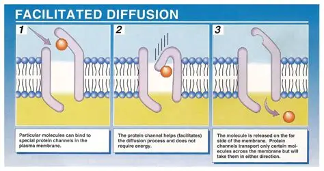 <p><span><span>Facilitated diffusion is a type of passive transport that uses integral membrane proteins to move polar, charged, or large molecules across the plasma membrane down their concentration gradient. It does not require metabolic energy because substances move from an area of higher concentration to an area of lower concentration, similar to simple diffusion. Examples include the movement of glucose and amino acids into cells.</span></span><br><span><span>OR</span></span><br><span><span>Carrier molecules in the membrane temporarily bind with the molecules enabling passage through protein channels in the membrane, moving molecules from high concentration to low concentration.</span></span><br><span><span>Facilitated diffusion is faster than simple diffusion.</span></span></p>
