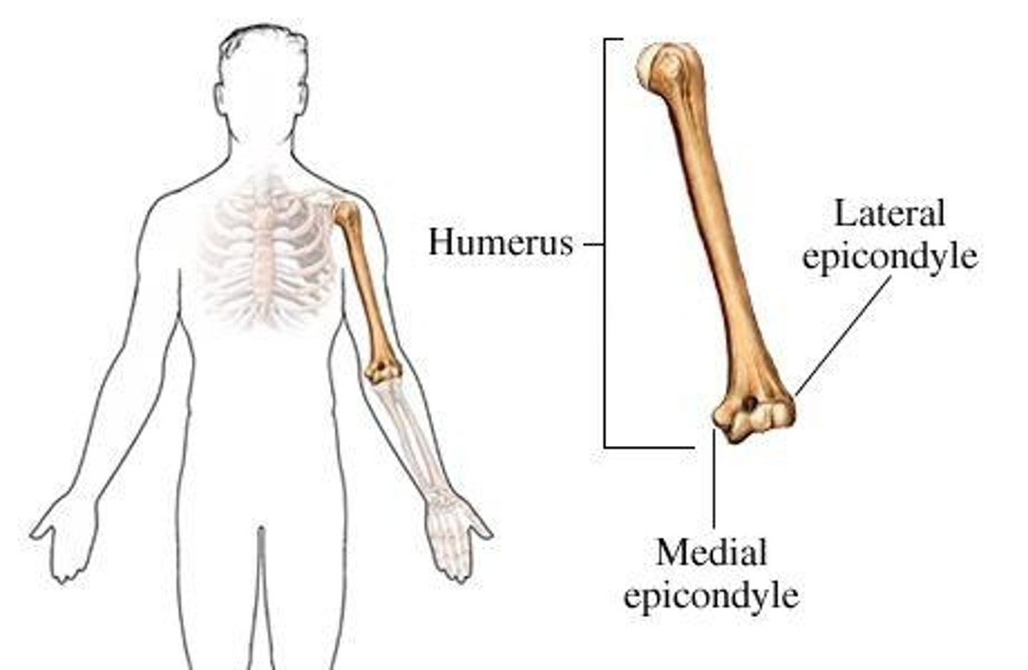 <p>Typically roughened projection above condyle.</p>
