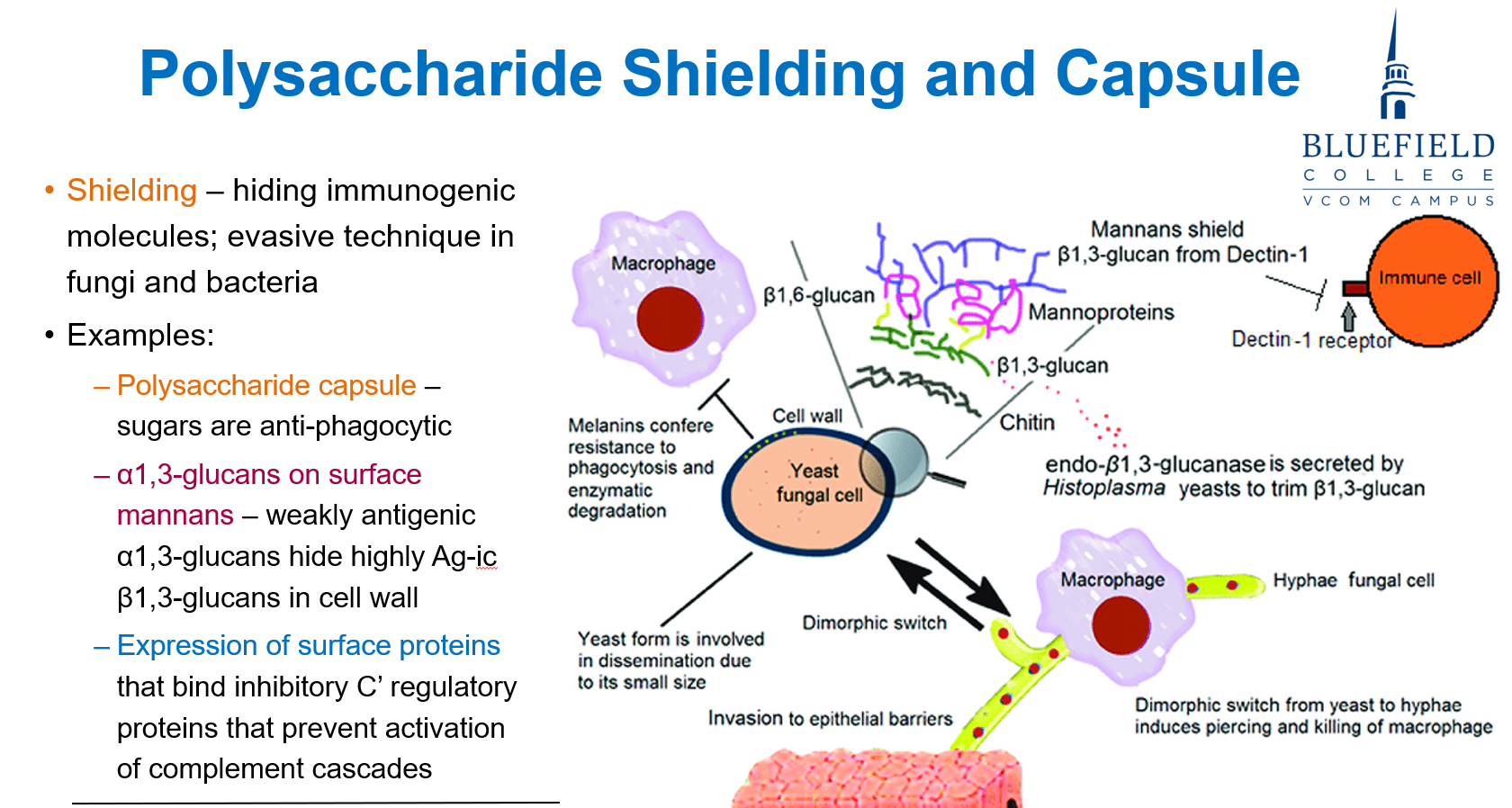 <p>B. Polysaccharide capsule<br></p><p>The <strong>capsule</strong>, particularly in <strong>Cryptococcus neoformans</strong>, is <strong>anti-phagocytic</strong> and impairs <strong>immune activation</strong>, shielding the fungus from macrophage detection.</p>