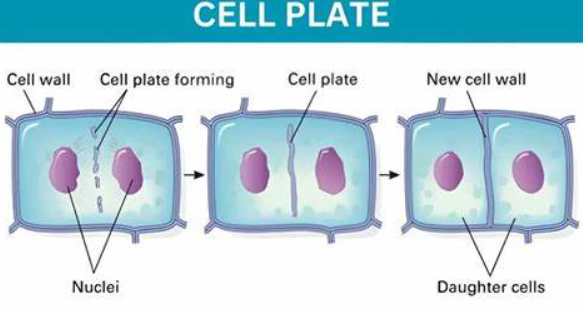 <p>a structure that forms when the cytoplasm of a plant cell divides</p>