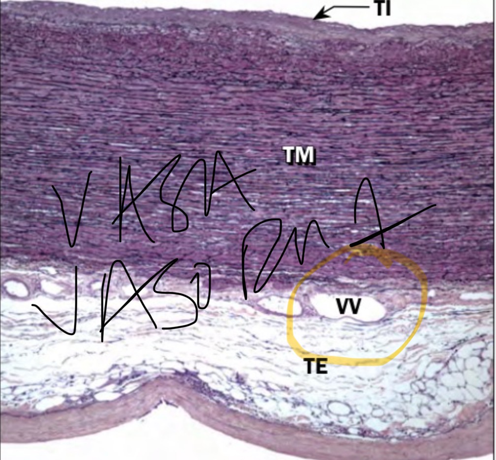<p>Vasa vasorum</p>