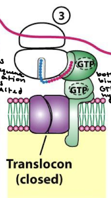 <p>GTPase activity</p>