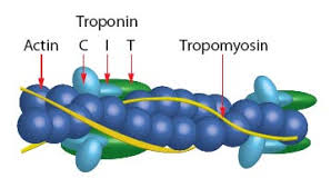 <ul><li><p><strong>C</strong> = Calcium binder (Troponin C)</p></li><li><p><strong>I</strong> = Inhibitor (Troponin I)</p></li><li><p><strong>T</strong> = Tropomyosin binder (Troponin T)</p></li></ul><p>The <strong>troponin complex</strong> is made of these <strong>three proteins</strong>.</p><p></p>