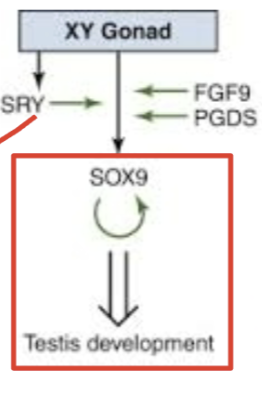 <p>What non-sex-linked genes TDF (on SRY) trigger? Hints in pic.</p>