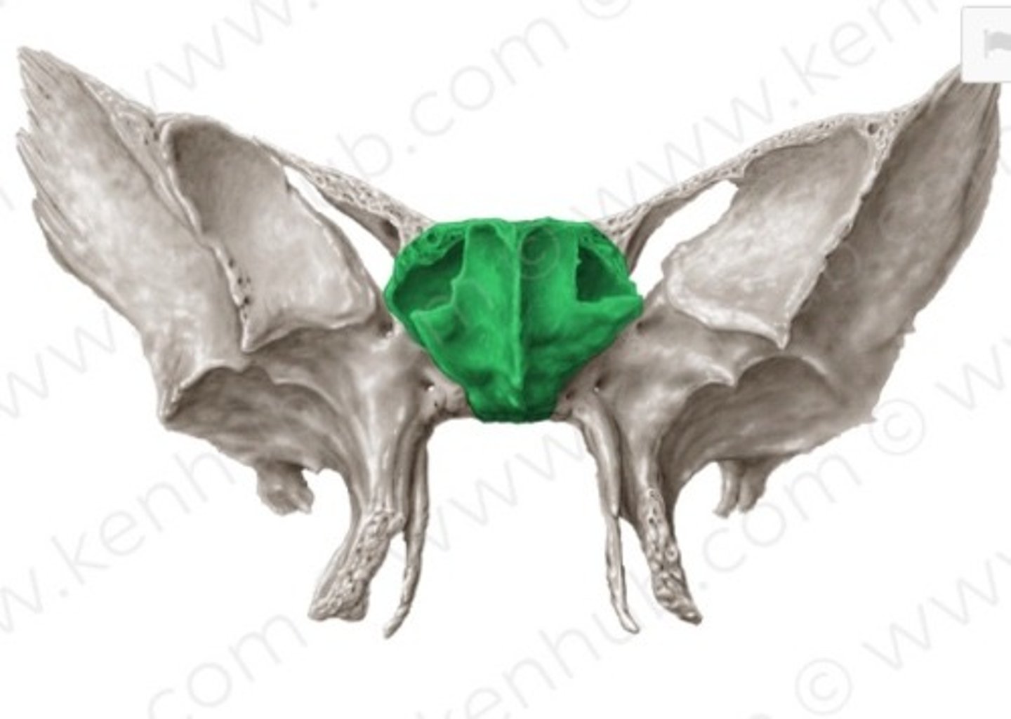 knowt flashcard image