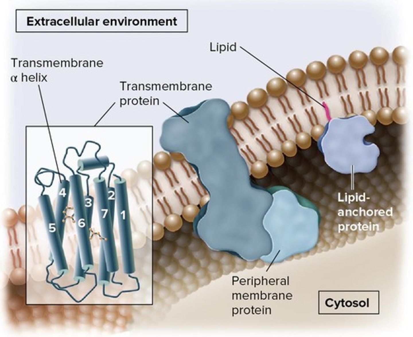 <p>- embedded in the lipid bilayer</p><p>- can penetrate its hydrophobic interior</p>