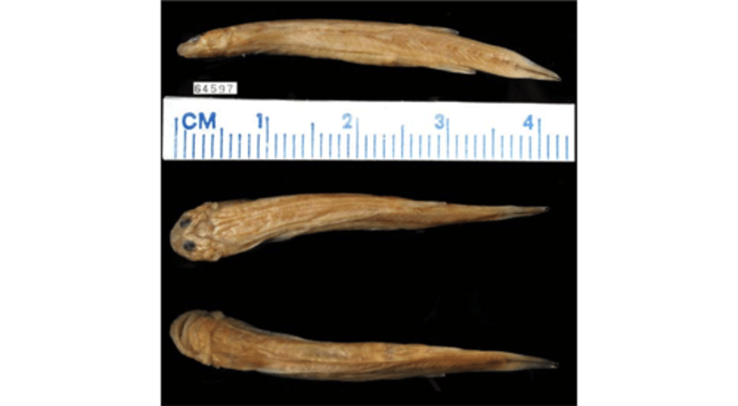 <p>pencil catfish</p>