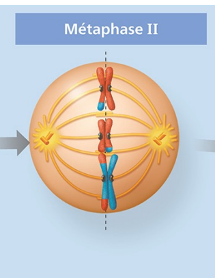 <ul><li><p>Alignement des chromosomes répliqués (ou doubles) sur la plaque équatoriale.</p><ul><li><p>le cytosquelette est attaché aux centromères de chromosomes répliqués</p></li></ul></li></ul><p></p>