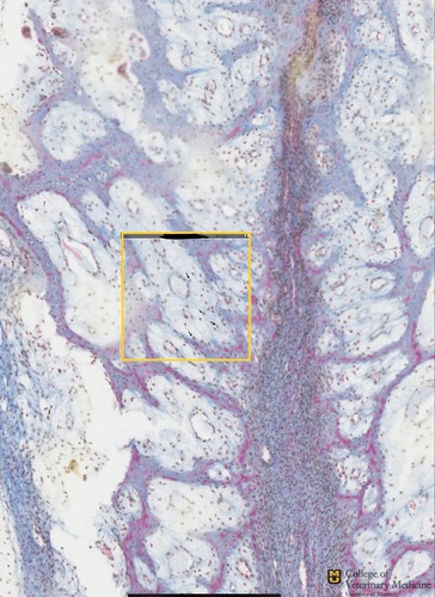 <p>What tissue type is shown within the yellow box?</p><p>What will this tissue become?</p>