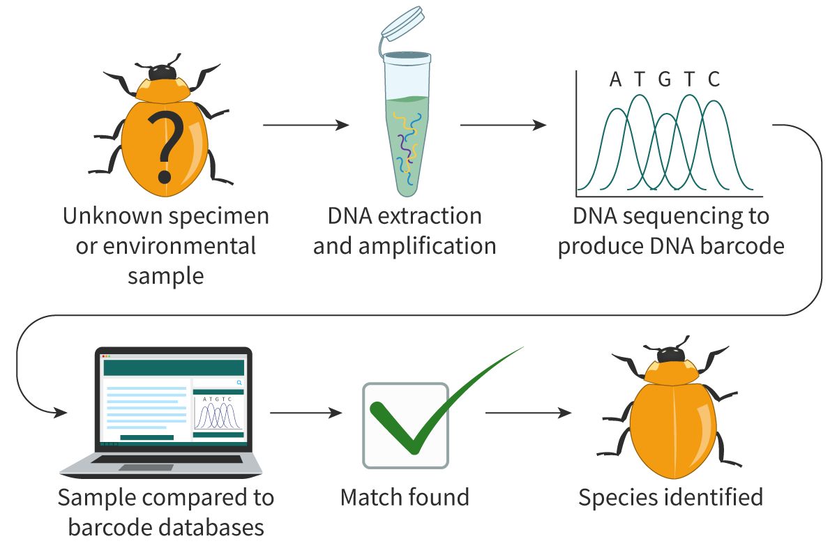<p>Pros and Cons of eDNA:<br><span><strong><u>Pros</u></strong>: Non-_______, can detect ____/cryptic species, _____ assessment of large areas cheaply</span></p><p>&nbsp;</p><ul><li><p><span><strong><u>Cons</u></strong>: DNA degrades, inaccurate gauge of population _____, potential ___________, won't identify any species not in the database.</span></p></li></ul><p></p>