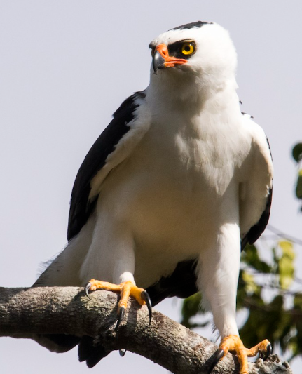 <p>What bird is this?</p>