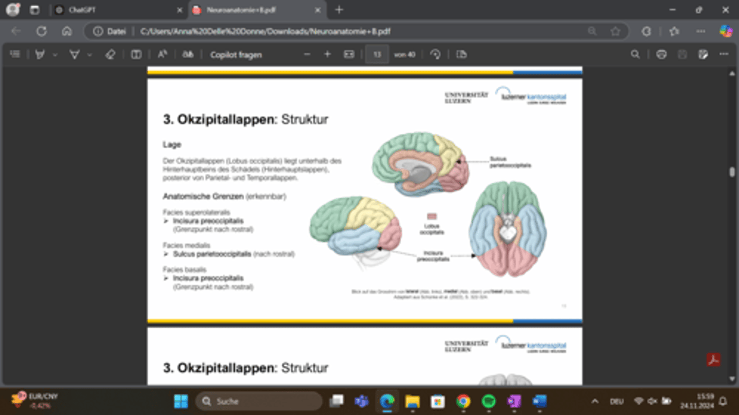<p>Er liegt unter dem Hinterhauptbein des Schädels.</p><p>Superolaterale Fläche: Begrenzung durch die Incisura preoccipitalis.</p><p>Mediale Fläche: Begrenzung durch den Sulcus parietooccipitalis.</p><p>Basale Fläche: Begrenzung durch die Incisura preoccipitalis.</p>