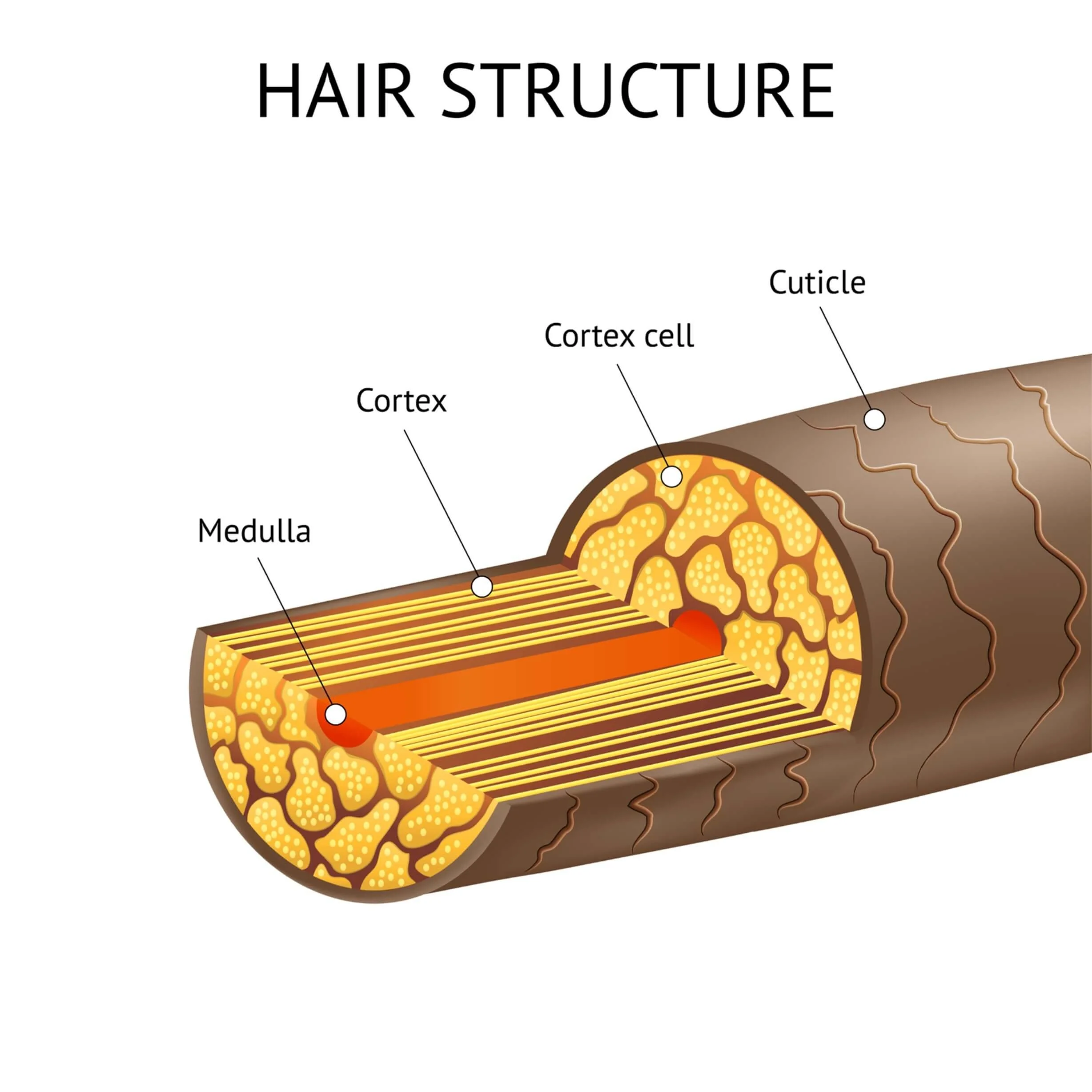 <p>Medulla - Central core </p><p>Cortex - Surrounds medulla</p><p>Cuticle - Outermost layer&nbsp;</p>