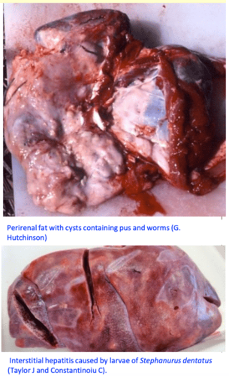 <p>Adults worms</p><p>Perirenal fat in cysts that are connected to the pelvis of the kidney or to the ureters;</p><p>Pelvis of the kidney;</p><p>Walls of ureters;</p><p>Larvae</p><p>• Liver, peritoneal cavity and other organs. </p>