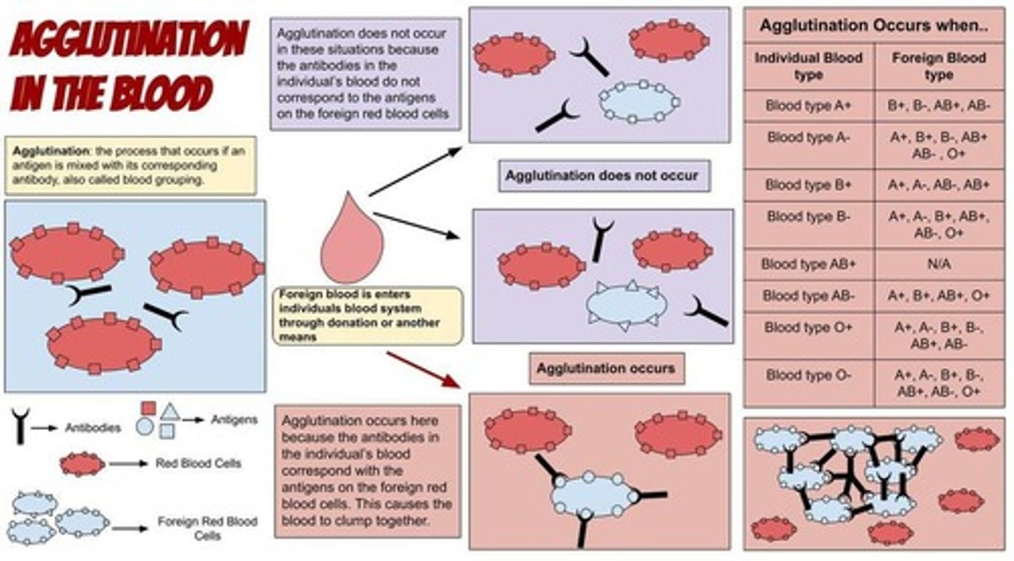 <p>It creates a vast network of cross-linked cells, usually seen as clumping or agglutination.</p>