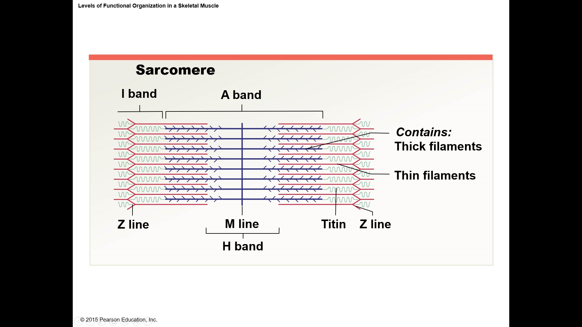 lighter, less dense area with thin filaments only
