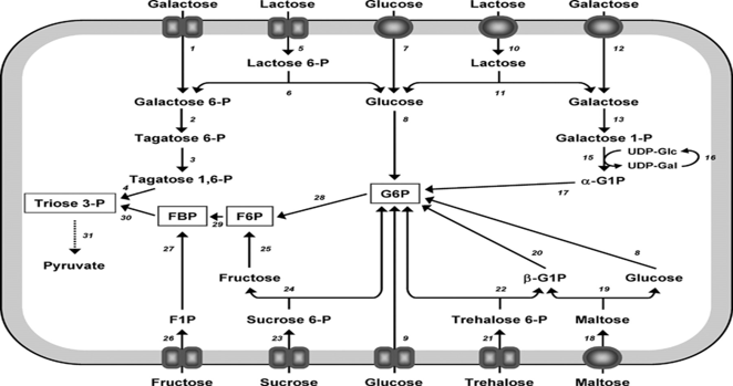 <p>Converted to glucose-6-phosphate for glycolysis</p>