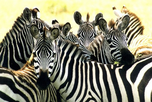 <p>Obscures size/shape of an organisms body example: zebras&apos;s stripes</p>